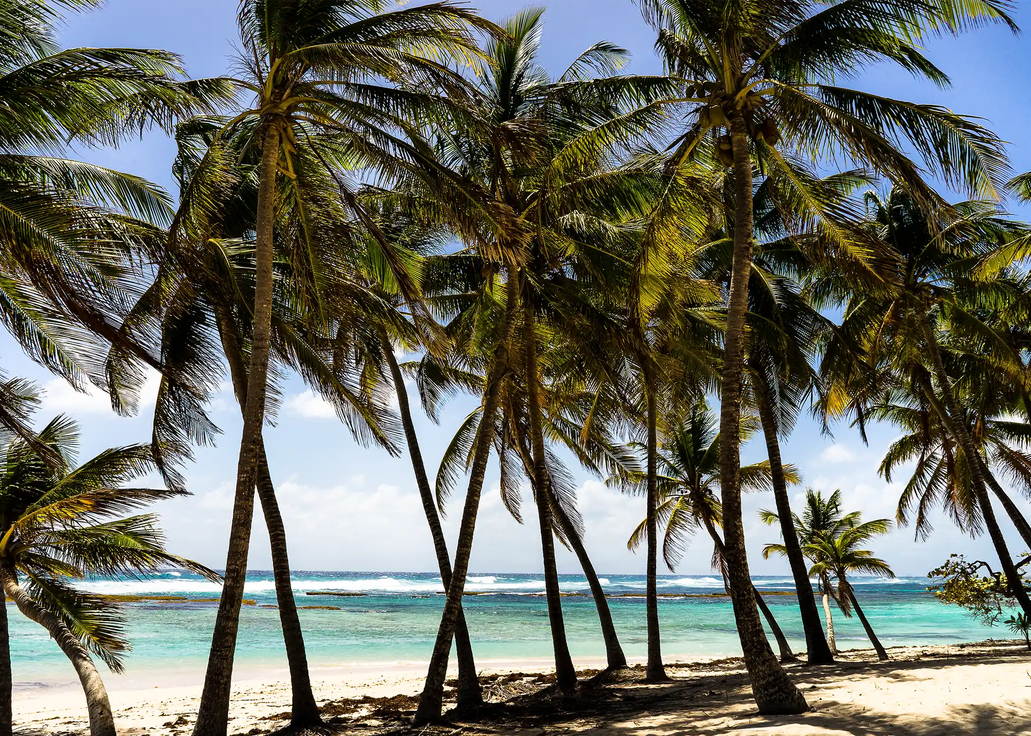 Palm trees a La Feuilleres beach in Marie-Galante, Guadeloupe.