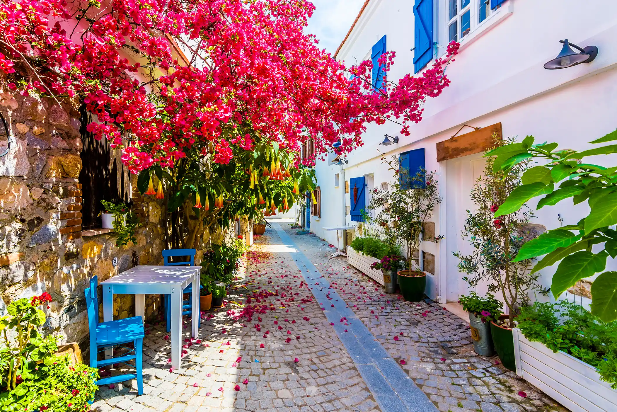 street view of full blow tree in Sigacik, Turkey